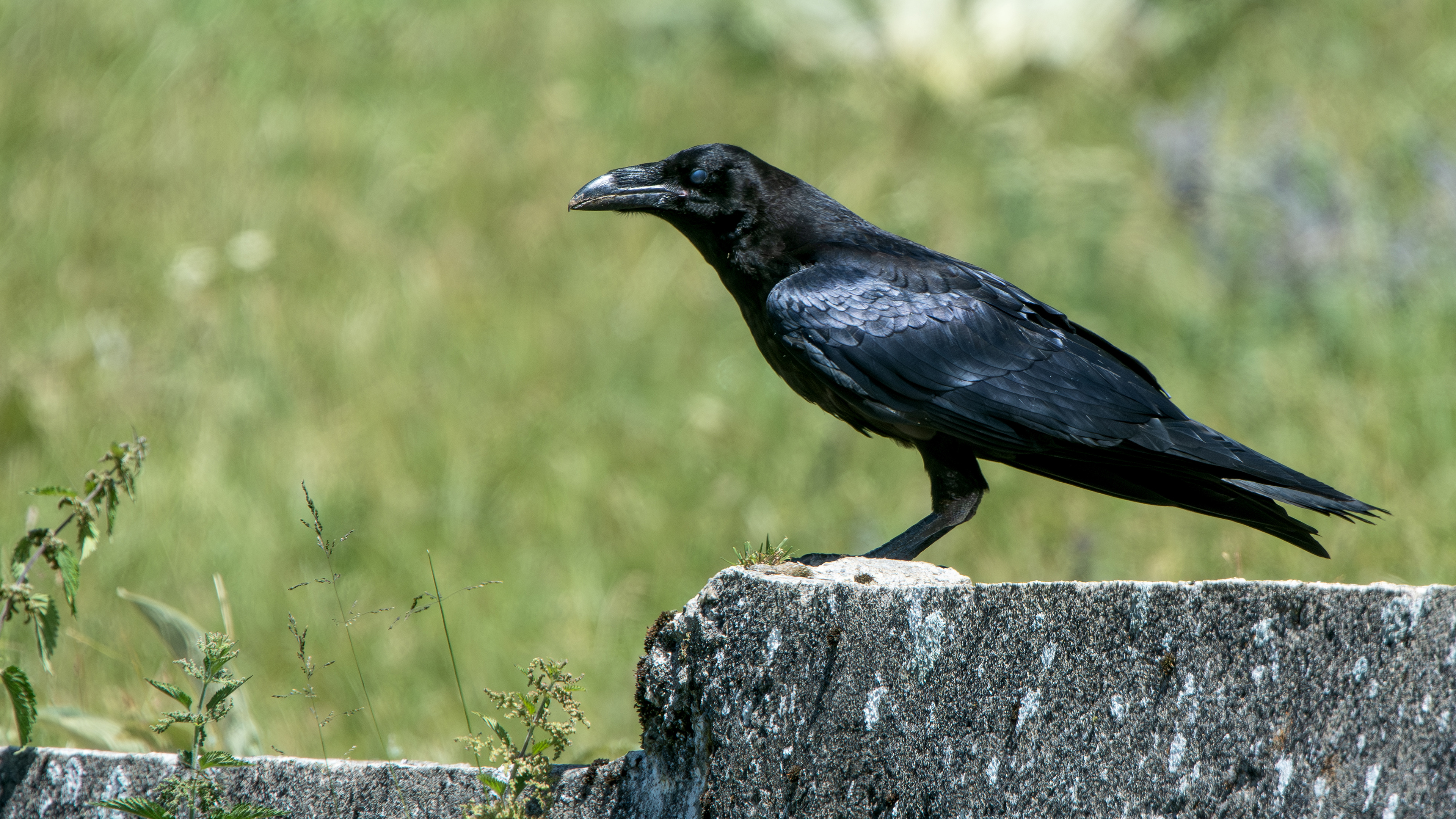Common Raven